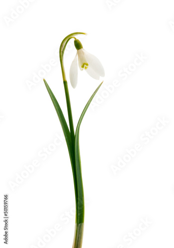 Photo: snowdrop flower snowdrop flower