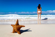 starfish on beach