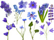 set of eleven blue flowers on white
