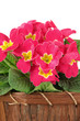 Beautiful pink primula in wooden basket, isolated on white