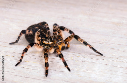 Photo: Side view of tarantula spider Side view of tarantula spider