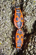 Insect Mating