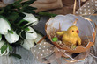 Tulpen mit Osterkücken