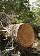Holz