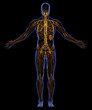 Illustration: Lymphatic System Lymphatic System
