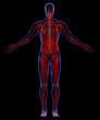 Muscular system