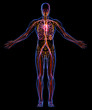 Circulatory, Lymphatic and Urinary systems