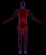 Human muscular system