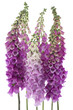 Foxglove