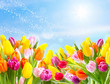 Pollenflug über der Blumenwiese