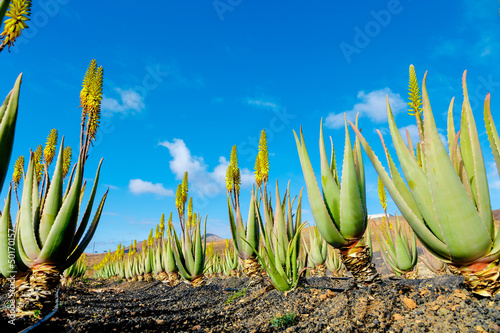 Photo: Aloe vera Aloe vera