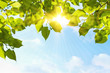 Green Leaves