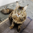 Portret kota rasy Maine Coon