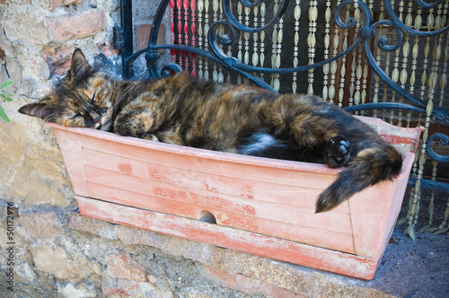 Photo: Sleepy cat. Sleepy cat.