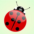 Coccinella