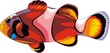 clown fish