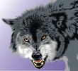 gray wolf