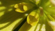 Winterling - Eranthis hyemalis - Nektarblätter