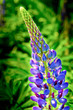 Lupinen