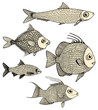 Banc de poissons