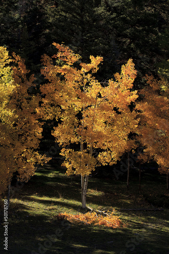 Photo: Trees with yellow autumn leaves Trees with yellow autumn leaves