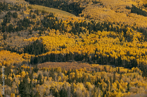 Photo: Trees with yellow autumn leaves Trees with yellow autumn leaves