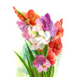 Gladiolus
