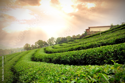 Photo: Tea plantation at sunset dramatic orange sky Tea plantation at sunset dramatic orange sky