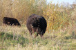 Galloways
