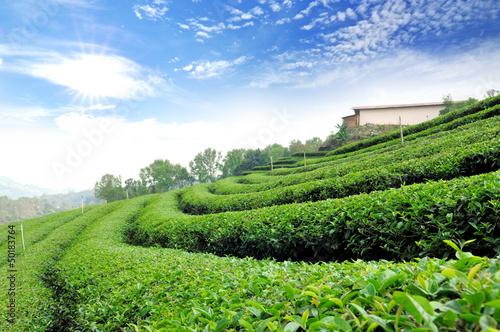 Photo: Green tea farm with blue sky background Green tea farm with blue sky background