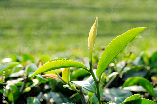 Photo: Green tea leaf Green tea leaf