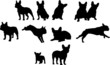 Französische Bulldoggen