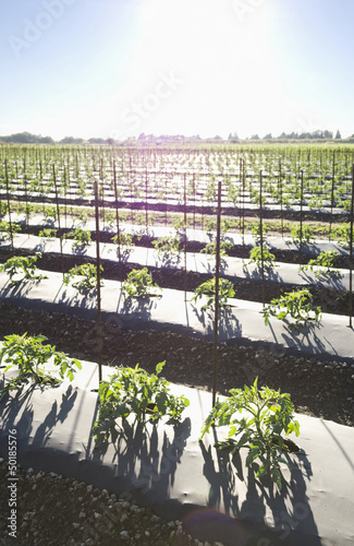 Photo: Tomato crop growing in field Tomato crop growing in field