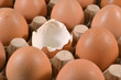 Photo: Egg tray with one egg which is eaten. Egg tray with one egg which is eaten.