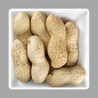 Shelled peanuts