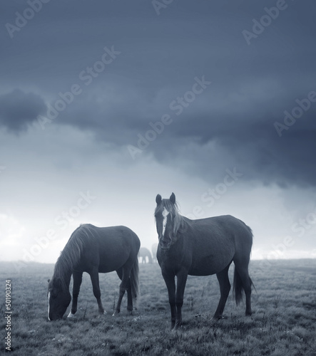 Photo: horses horses