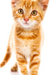 Red little cat