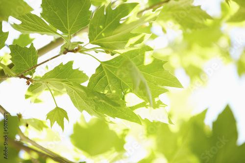 Photo: Sun shining through green leaves Sun shining through green leaves
