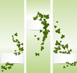 Vector: Vector spring banners with ivy Vector spring banners with ivy