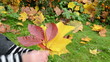 hand take show pick various form beautiful autumn tree leaf
