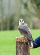 Foto: Lanner Falcon Falco biarmicus Lanner Falcon Falco biarmicus