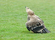 Foto: African Hawk Eagle- aquila, spilogaster African Hawk Eagle- aquila, spilogaster