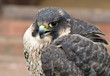 Foto: Young Hybrid Hawk Young Hybrid Hawk