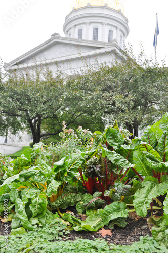 Photo: Swiss chard on the State House lawn Swiss chard on the State House lawn