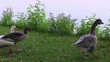 geese