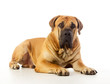 South african mastiff