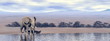 Elephant at the water - 3D render