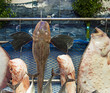 Fish Market Istanbul