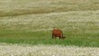Cow grassing in a chamomile field