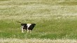 Cow grassing in a field among flowers